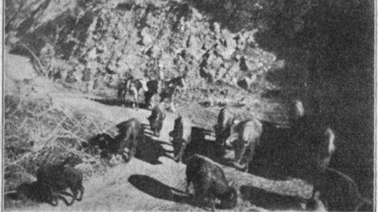 Black and white photo of bison on Catalina Island sourced from 1924 Catalina Islander Newspaper article