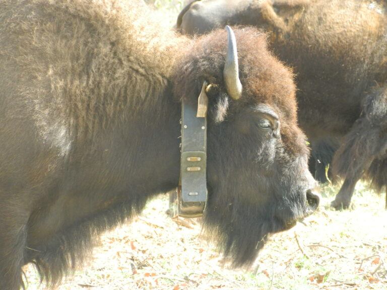 Catalina Island Bison GPS Collars & Location Data