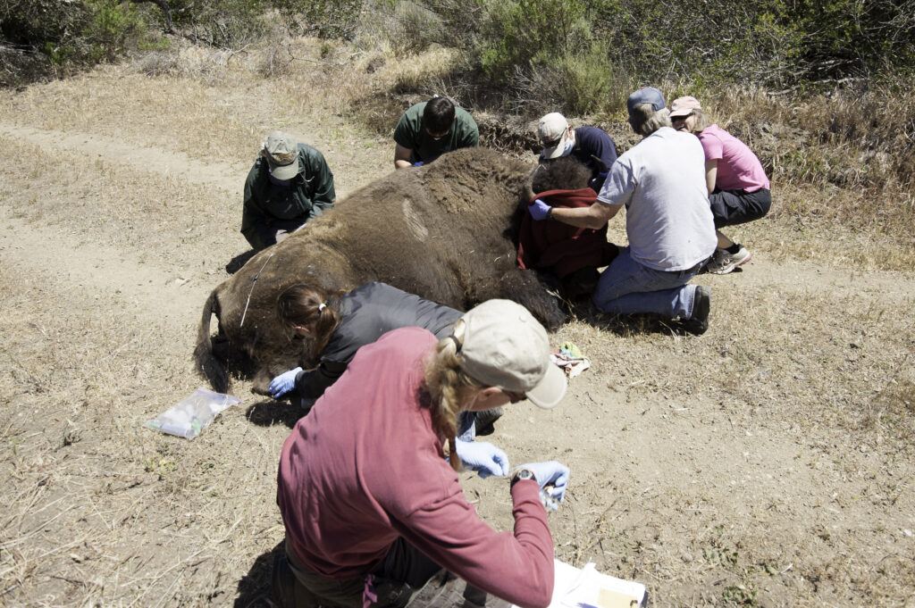 Capture crew fitting Catalina bison cow 9056 with a GPS collar