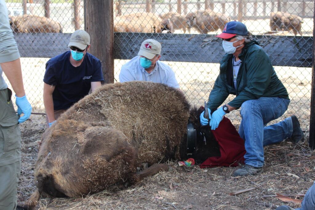 Bison cow 9032 sedated with thiafentanil and fitted with a GPS collar.