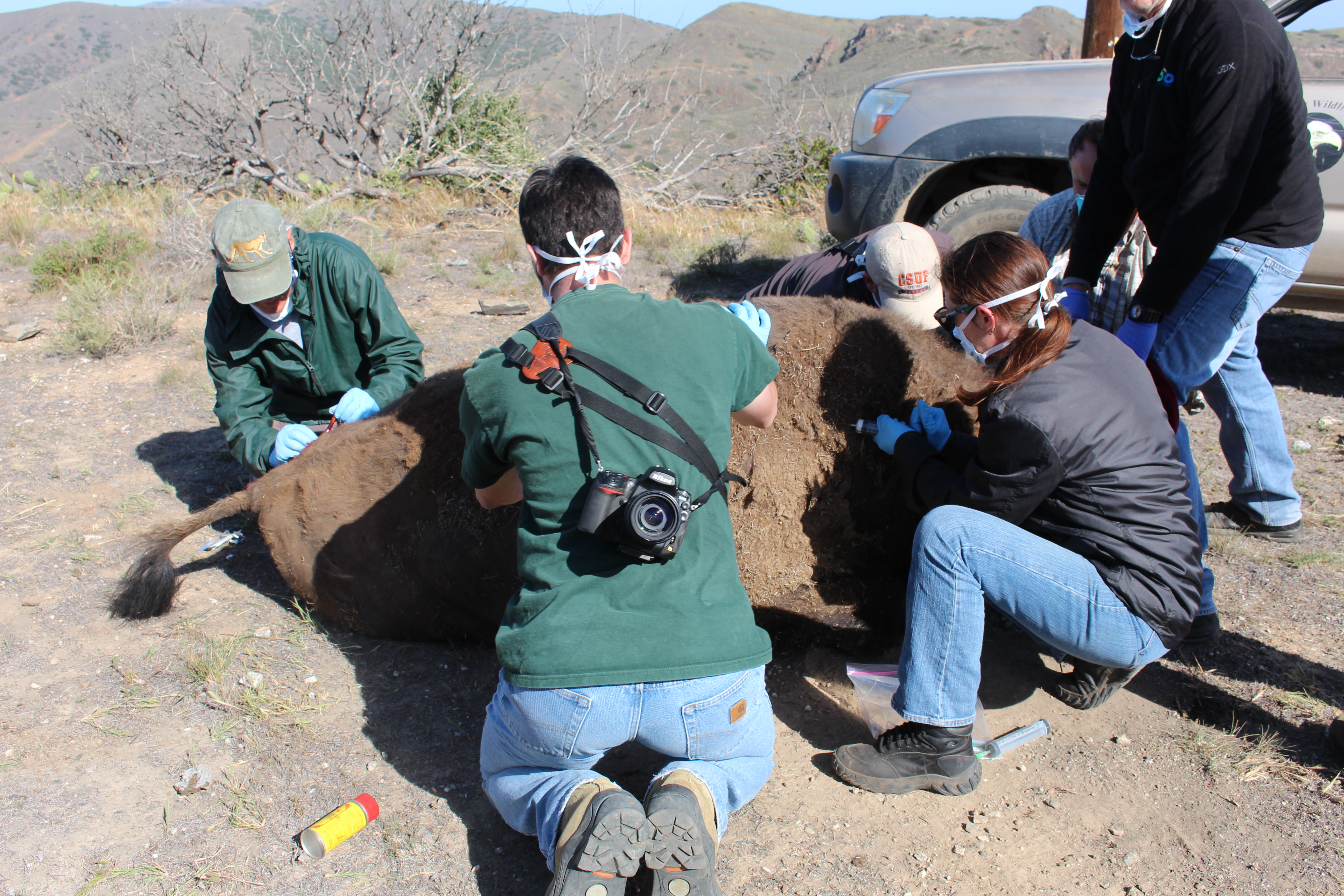 Capture crew removing the dart, administering antibiotics, and fitting a GPS collar on Catalina Island bison cow 9061