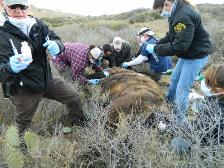 Capturing and Collaring Bison on Catalina Island, California.