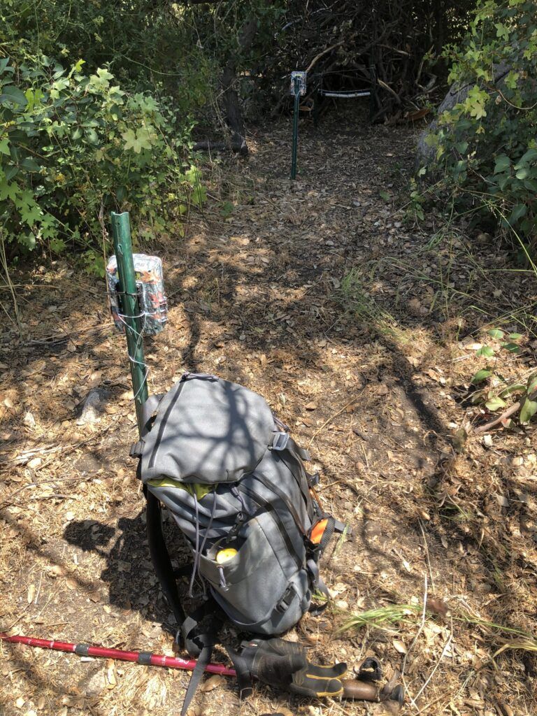 A mountain lion hair snare cubby site, two Browning Patriot trail cameras, my TOPO Designs field backpack, and my SwissGear trekking pole.