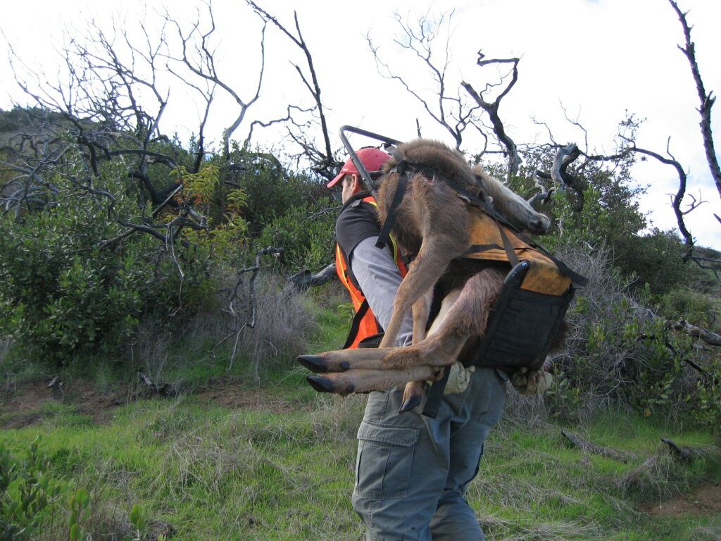 Former Conservancy Wildlife Biologist Calvin Duncan(me) packing a deer out of a canyon on Catalina Island.