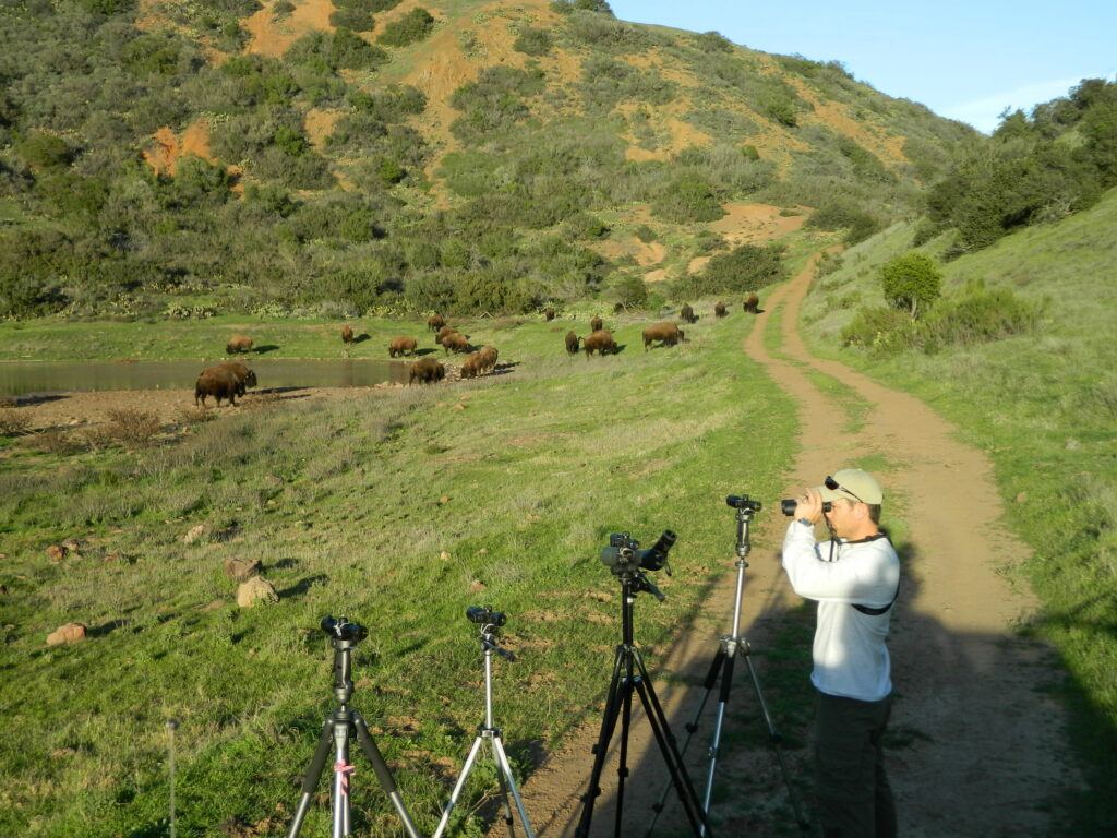 Favorite Field Gear - Wildlife Biologist Calvin Duncan using a Swarovski spotting scope to read bison ear tags.