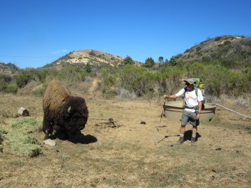 A hiker standing too close to a bison on Catalina Island.