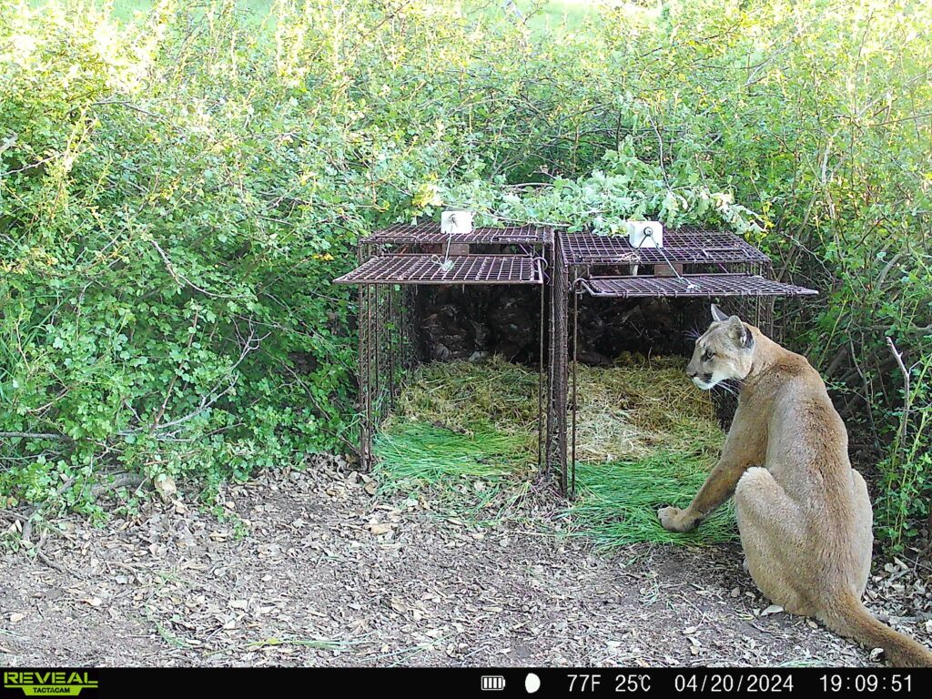 Mountain lion F407 sitting at the entrance of a box trap. Recorded using a Tactacam trail camera