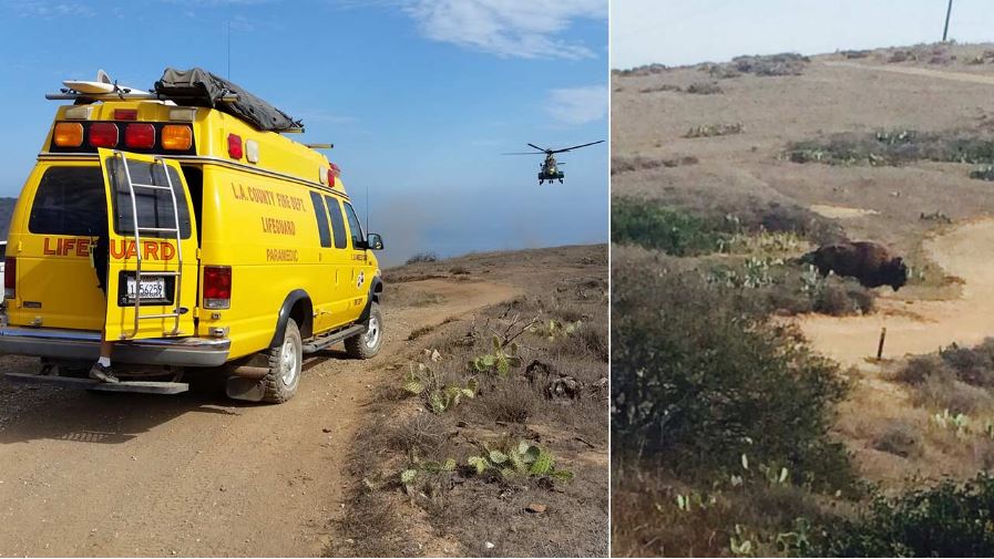 An ambulance awaiting a helicopter to airlift man injured in a bison attack on Catalina Island.