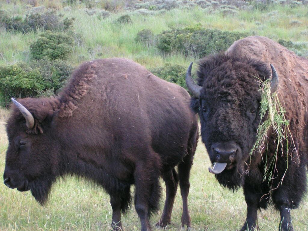 A bison bull and cow near Middle Ranch on Catalina Island. Photo by Julie King.