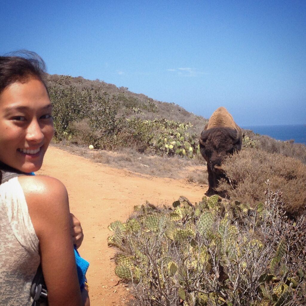 Bison attacks on Catalina. A women standing way too close to a bison bull on Catalina Island. 