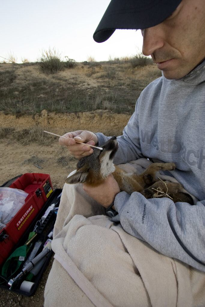 Calvin Duncan performing a health check on a Catalina Island Fox.