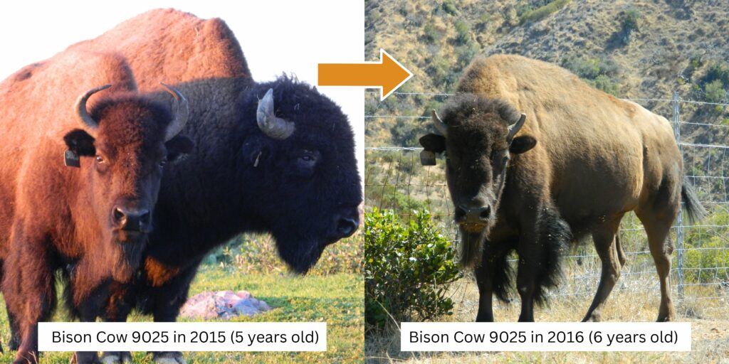 Catalina bison cow 2025 with full horns in 2015, and broken and dissolving horns in 2016.