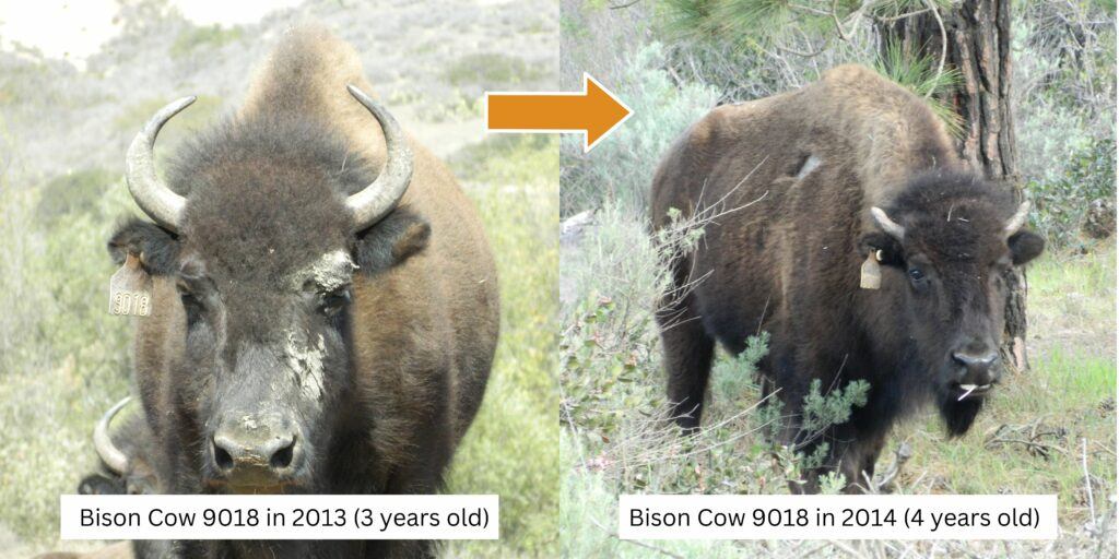 Bison cow 9018 with full horns in 2013, and broken and dissolving  horns in 2014.