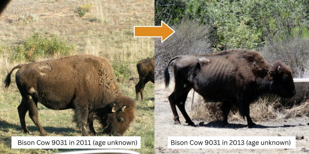 Catalina Island bison cow 9031 in 2011 and 2013.