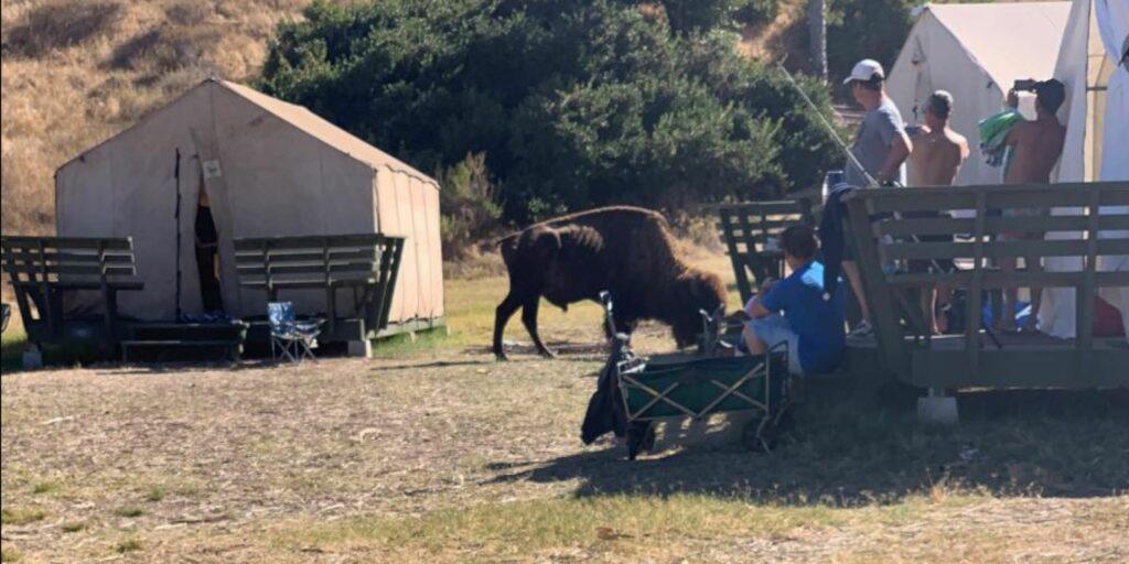 An emaciated bison at White's Landing on Catalina Island.