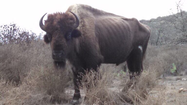 The Bison on Catalina Island Are in Poor Health – Unseen Research