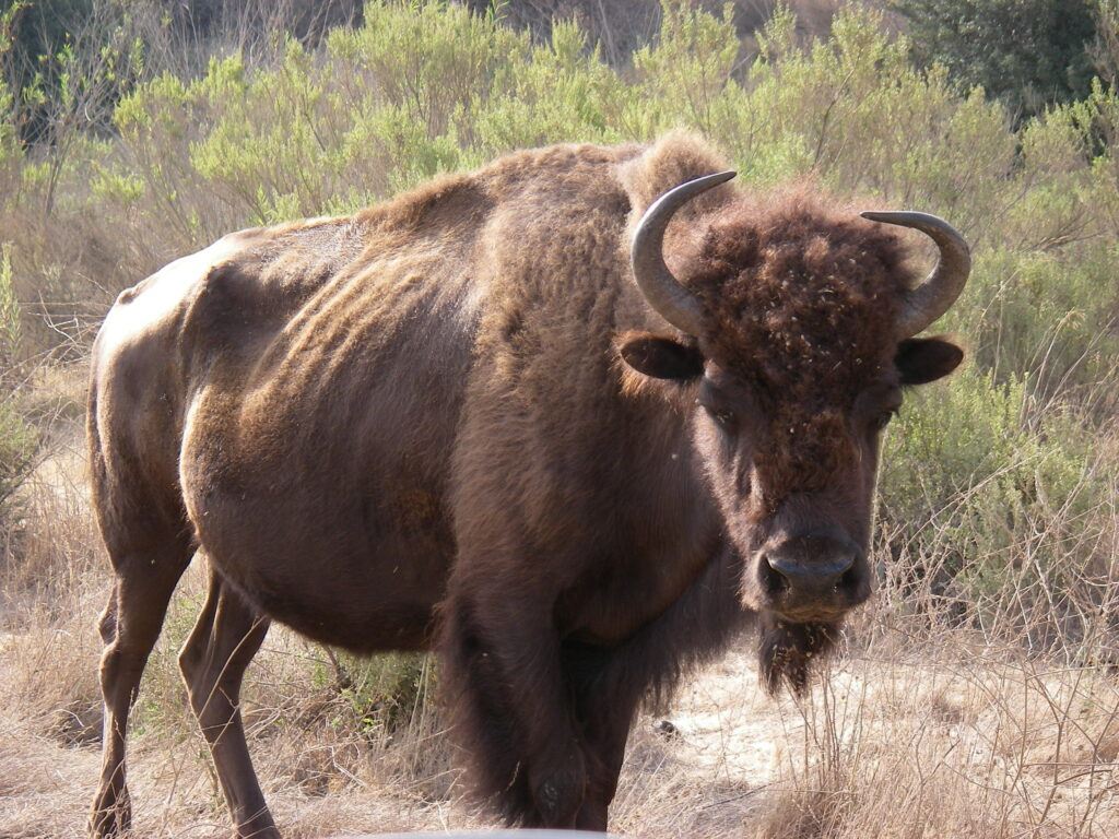 An emaciated, prime-aged bison cow on Catalina Island in 2009.