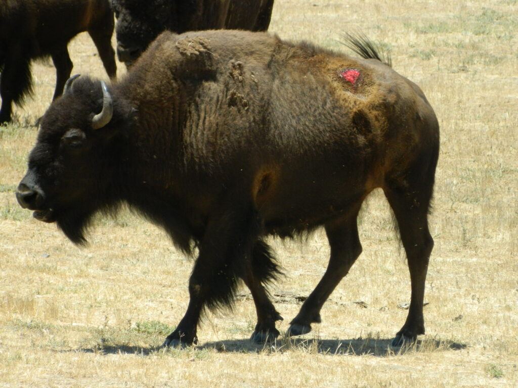 Catalina Island bison cow 9011 with open sores on her back.