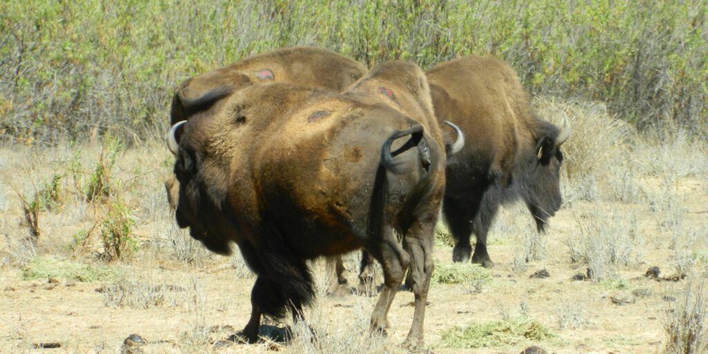 Multiple Catalina Island bison cows with open sores on their backs.