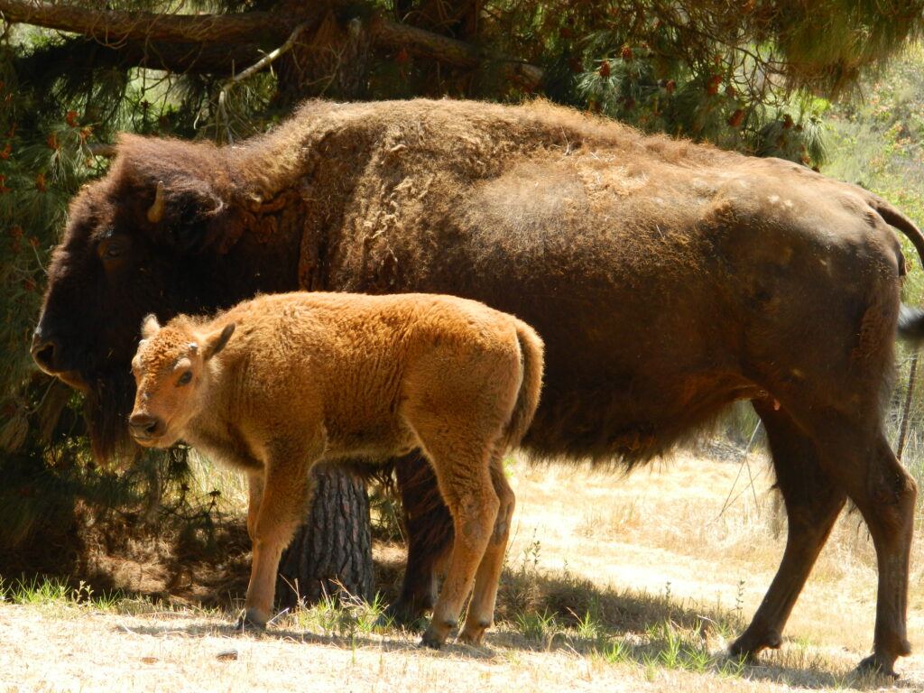 The last bison calf produced on Catalina Island - 2013.