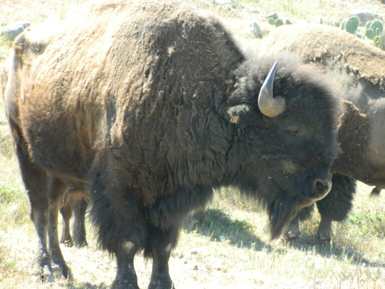 Catalina Island bison bull black 17 in 2015. Photo by Julie King.