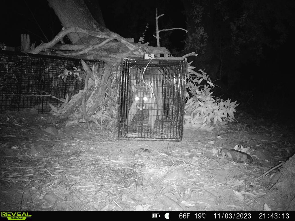 An adult female mountain lion captured inside a large box trap.