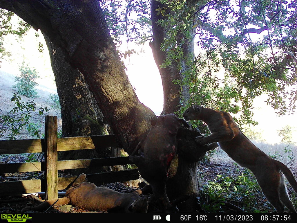 An adult female mountain lion and her kitten find and feed on the bait we placed in a tree.