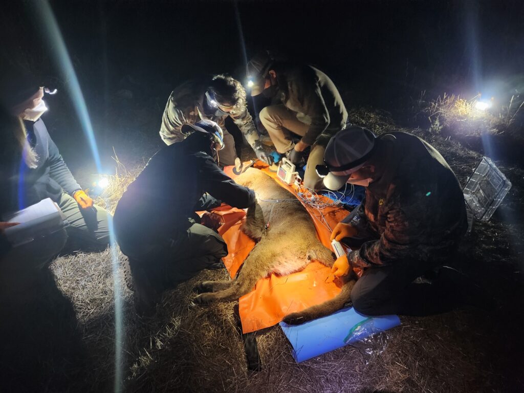 The capture team conducting a workup and health check on mountain lion F337