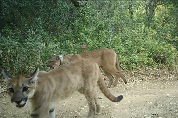 Collared mountain lion F337 with one of her three kittens.