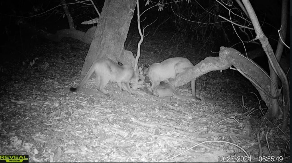 Collared mountain lion F337 stands over one of her male kittens so her female kitten can feed.