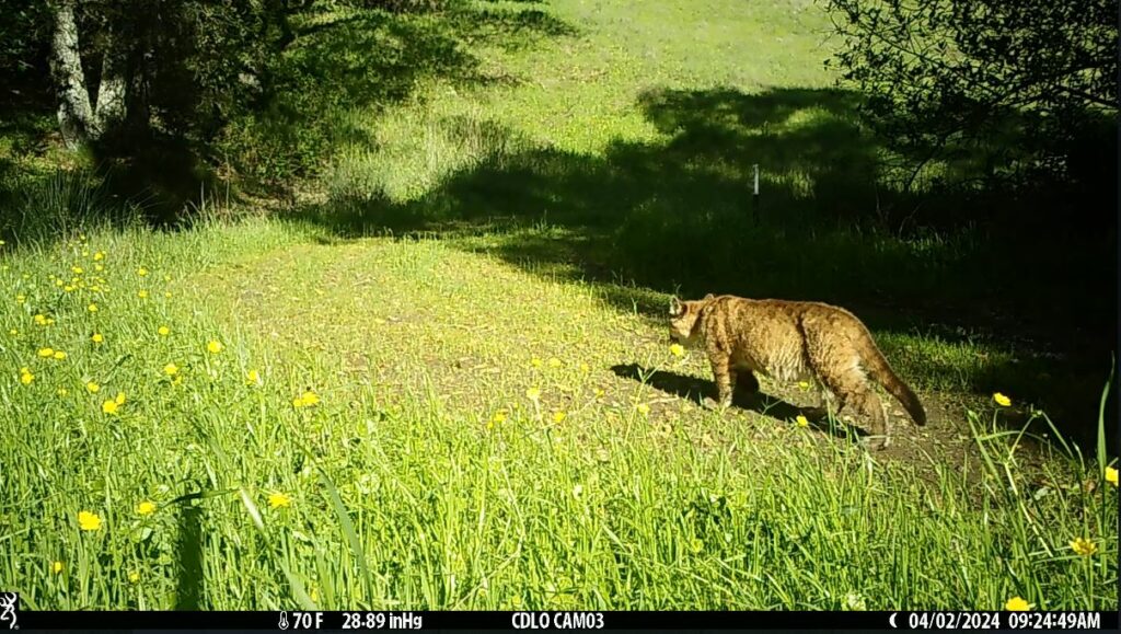 One of mountain lion F337's kittens with a very full belly.
