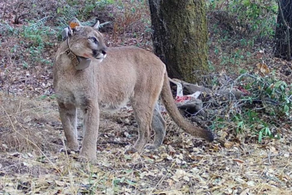Collared mountain lion F337 caching a bait.
