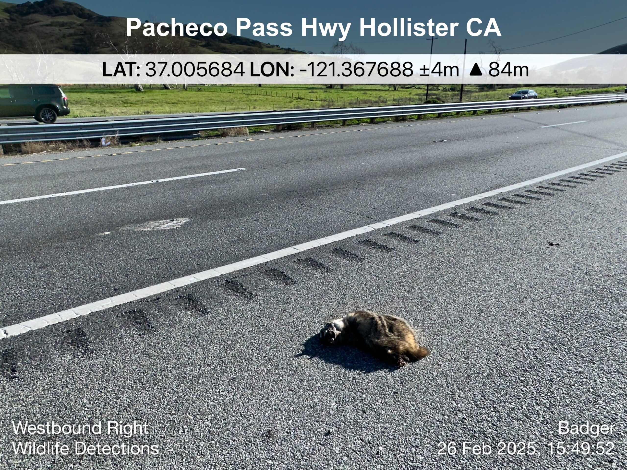 Dead badger detected during a roadkill survey.
