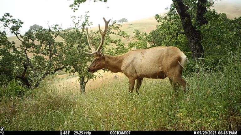 Tule Elk detected on a field camera.