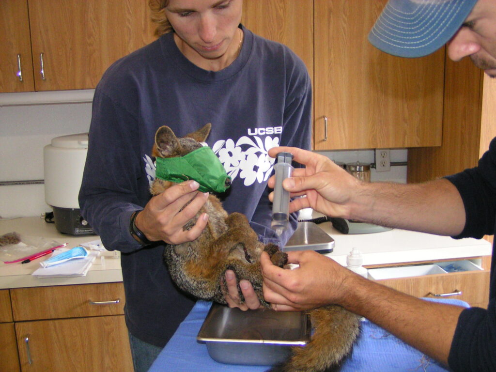Wildlife biologists Julie King and Calvin Duncan flushing debris from the severely burned paws of Catalina Island fox Burny Boots.