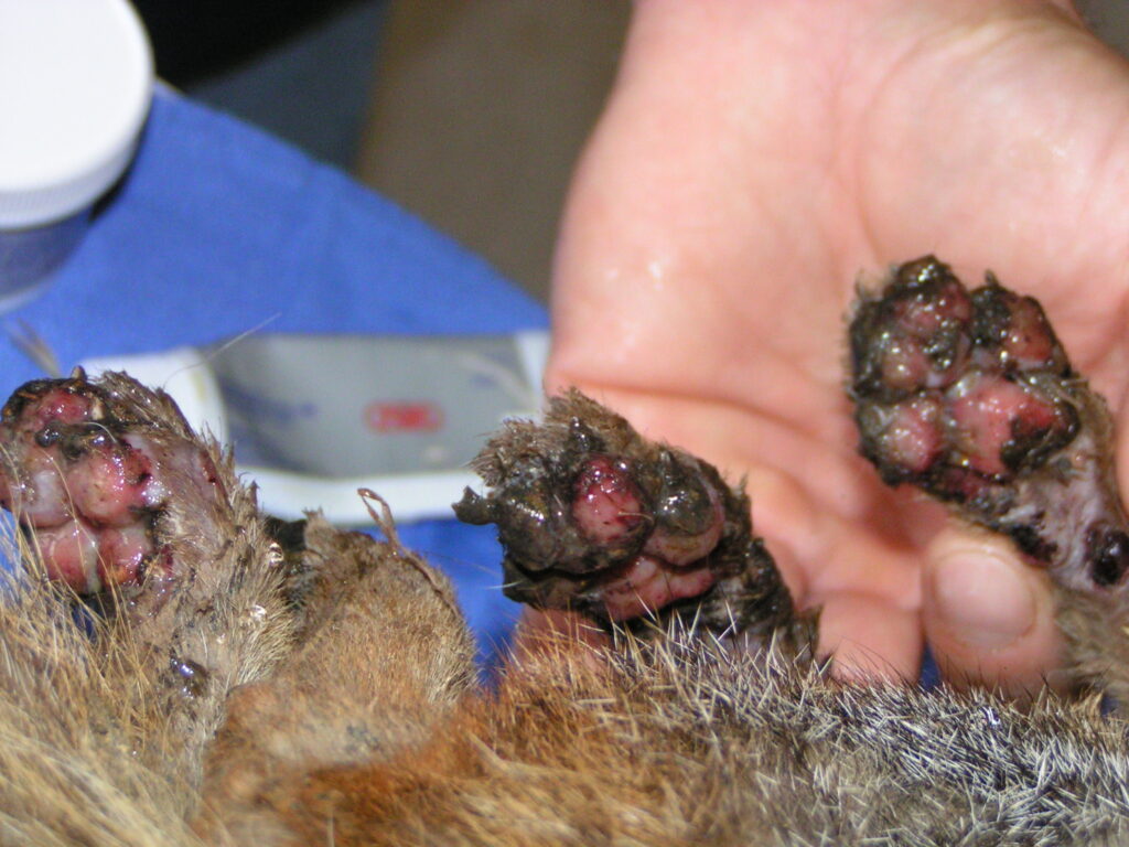 The severely burned paws of a Catalina Island fox named Burny Boots.