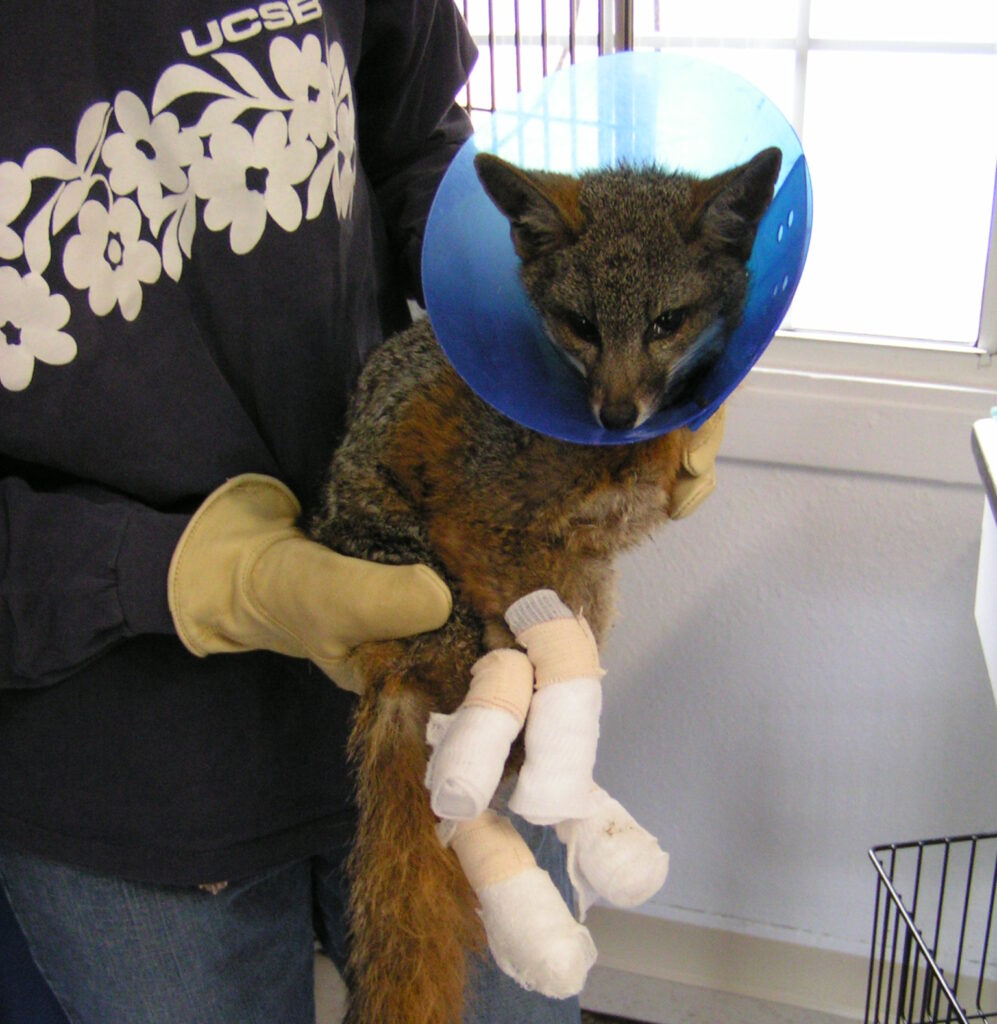 Wildlife Biologist Julie King holding a Catalina Island fox that has all four of its feet bandaged.