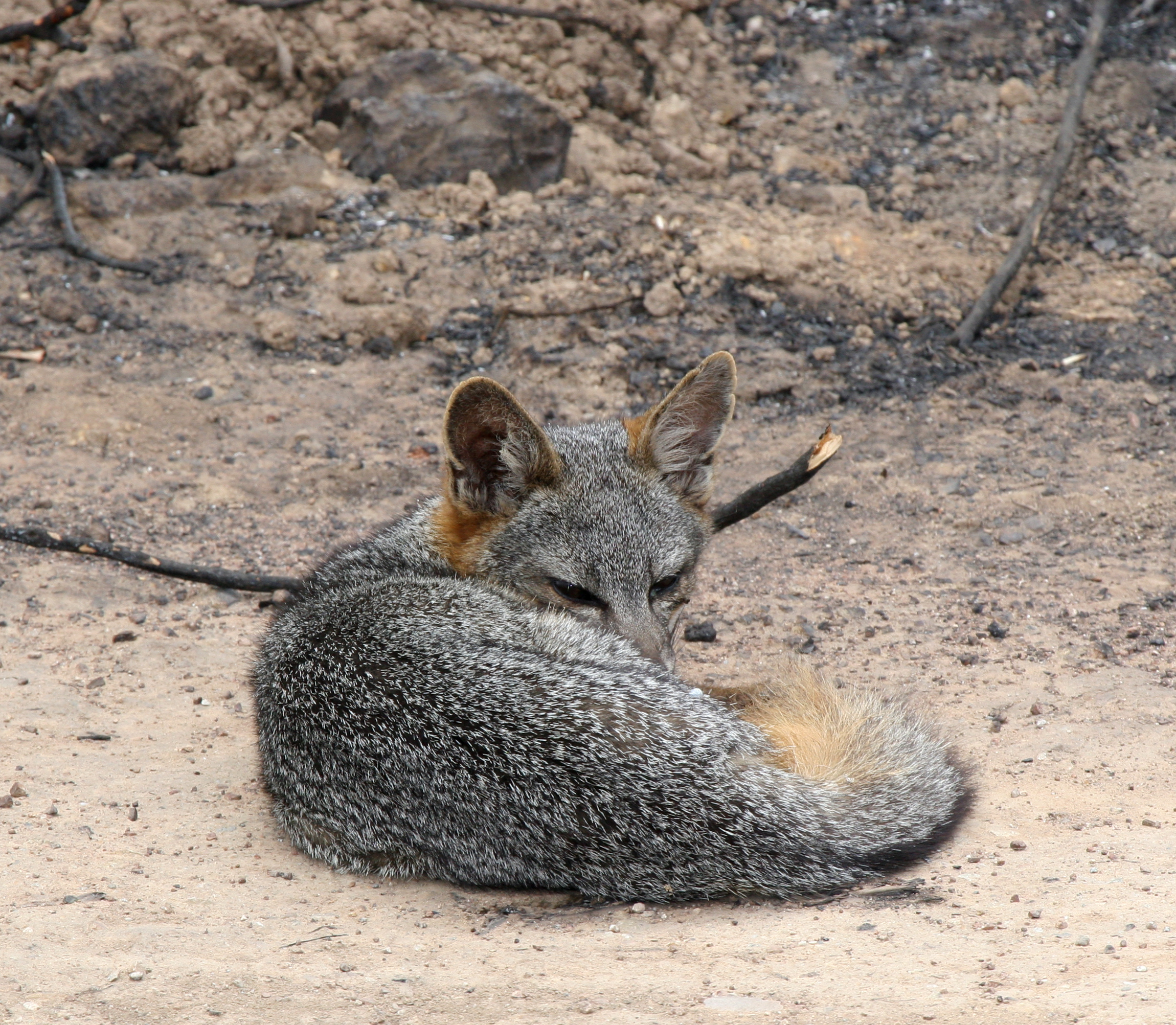 A Catalina Island fox lying in the burn area of the 2007 Island Fire.