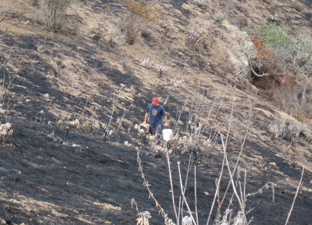 Wildlife biologist Calvin Duncan walking through the 2007 Catalina Island Fire burn area, carrying an island fox in a box cage.