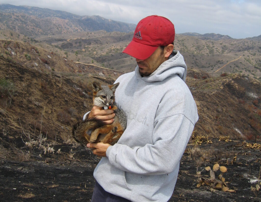 Wildlife biologist Calvin Duncan releasing a radio-collared Catalina Island fox back into the wild after it was captured in the 2007 Island Fire burn area.